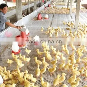 ISO9001 Plastic Flat Net Used in Farm for Duck and Chicken thumbnail-1