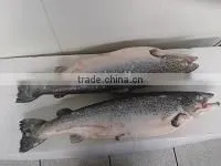 Atlantic Salmon thumbnail-1