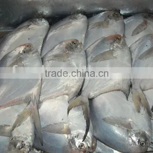 Silver Pomfret Seafood thumbnail-1