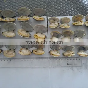 High Frozen Vacuum Packed Short Necked Clam thumbnail-2