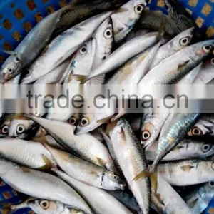 Frozen Pacific Mackerel Fish Good Quality thumbnail-6