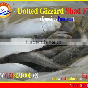 FROZEN DOTTED GIZZARD SHAD FISH W/R thumbnail-4