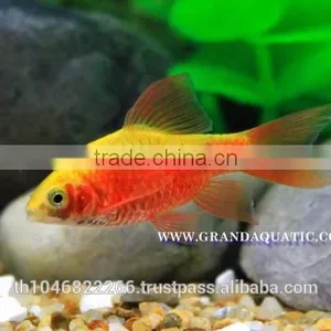 Rosy Barb Fish Farm For Sale and Export thumbnail-2