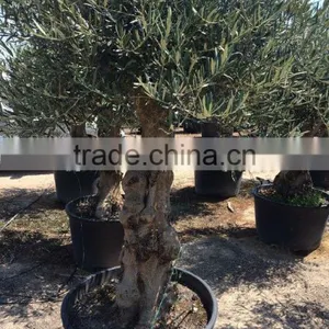 Olive Tree "Lechin"- Olea Europaea "Lechin" thumbnail-1