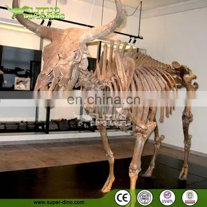 Museum Exhibtion Life Size Animal Skeleton thumbnail-1
