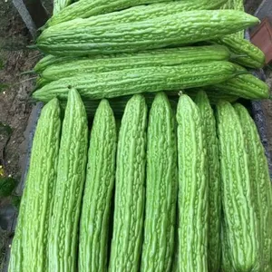 Hybrid Bitter Gourd Seeds/bitter Melon Seeds For Sale No.77 thumbnail-2