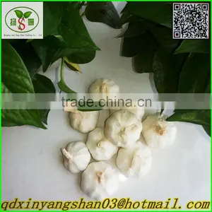 (A A A ) Pure White Garlic/Normal White Garlic thumbnail-1