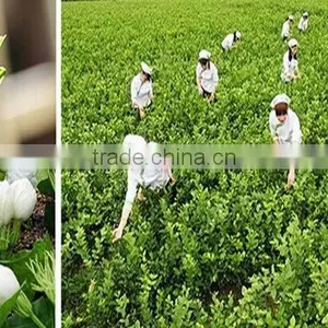 Chinese Traditional Jasmine Tea Nutral Jasmine Tea thumbnail-5
