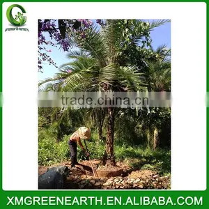 Phoenix Dactylifera Palms Trunk 3m (3) thumbnail-1