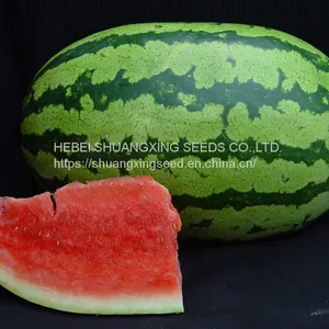 Emperor 8th Oval Shape Good Adaptability Hybrid Watermelon Seeds thumbnail-4
