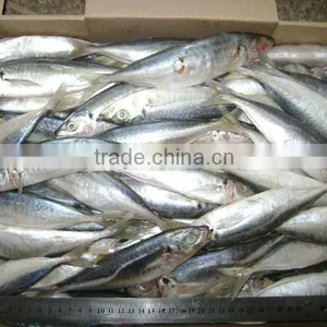 Frozen Pacific Mackerel Fish Seafrozen for Common Use thumbnail-5