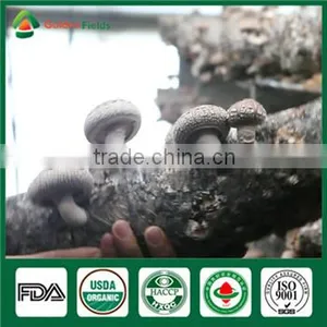 China Supplier Organic Greenhouse Fresh and Dried Shiitake Mushroom Sawdust Spore Spawn thumbnail-1
