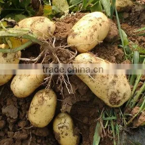 2013 Crop Fresh Potatoes thumbnail-1