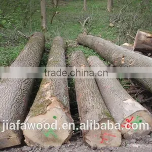 Quality Russian BIRCH LOGS- Grade A Fresh Cuts Quality Choice thumbnail-2
