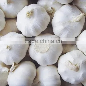 Chinese Pure White Garlic thumbnail-2