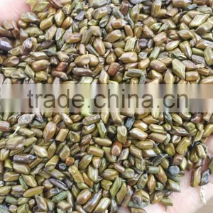 CASSIA TORA SEED BOLD QUALITY FROM INDIA thumbnail-3
