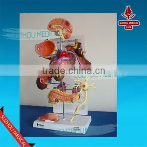 Effects of Hypertension, 5 Parts thumbnail-2