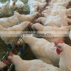 Poultry Feed Restriction thumbnail-1
