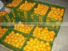 FRESH MANDARIN thumbnail-1
