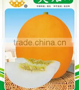 Hybrid F1 Yellow Melon Seed Cantaloupe Seeds For Sale-Torch F1 thumbnail-1