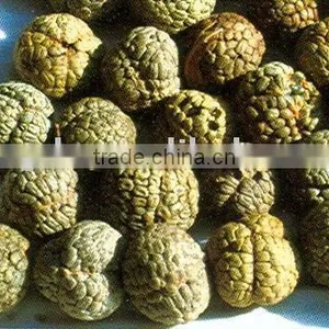 Amomum Globosum Loureiro thumbnail-1