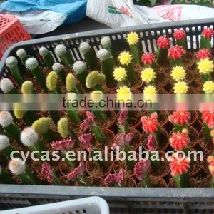 Mini Cactus thumbnail-1