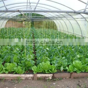 Simple Structure Tunnel Greenhouse For Vegetables/Flowers/Fruits thumbnail-6