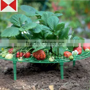 Strawberry Support thumbnail-6