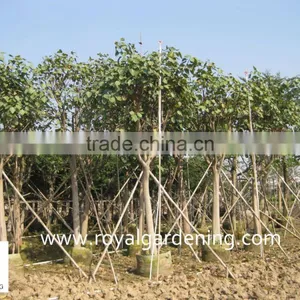 Ficus Religiosa for Shipment thumbnail-3
