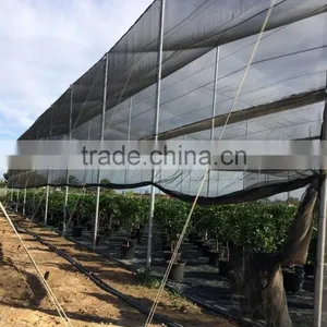 Mandarine Tree - Citrus Reticulata thumbnail-5