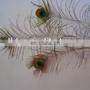 Factory Directly Sale Wholesale Top Quality Peacock Feathers in Stock thumbnail-4