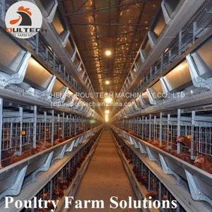 H Type Layer Chicken Chicken Cage With Full Automatic Equipment thumbnail-1