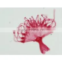 High Quality Zoology Slides ,high Quality Animal Slides thumbnail-1