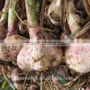 2016 NEW CROP CHINESE FRESH GARLIC ----PLACE OF ORIGIN,WE ARE FARMER thumbnail-1