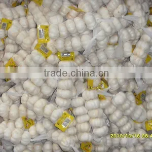 Dry White Garlic thumbnail-1