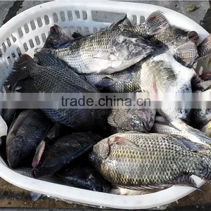 Frozen Tilapia Fish Factory thumbnail-1