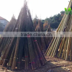 Moso Bamboo Pole Big Bamboo Pole thumbnail-3