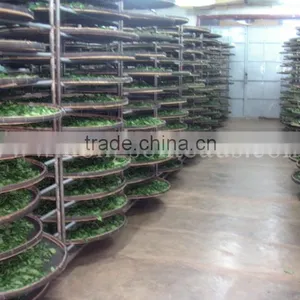 Green Oolong Tea thumbnail-6