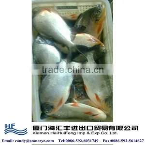 POMFRET thumbnail-1