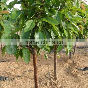 Cherry Tree Seedling thumbnail-4