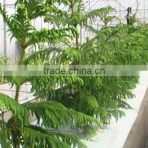 Hoop Pine, Araucaria Cunninghamii Sweet Seedlings, as Bonsai, Pot Plants or Outdoor Plants thumbnail-1
