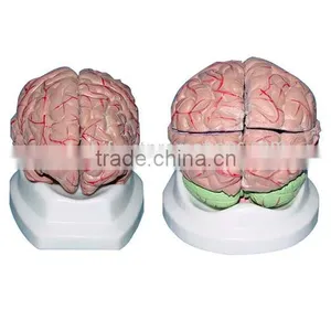 Medical Brain Anatomical Model, Plastic Human Brain Models thumbnail-1
