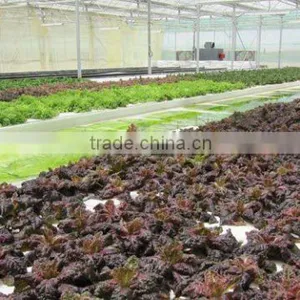 Production and Growing Greenhouse-3 thumbnail-5