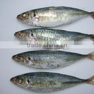 High Quality Horse Mackerel(Decapterus Maruadsi) thumbnail-1