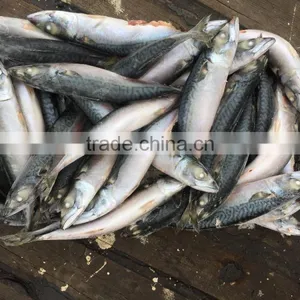 SeaFrozen Pacific Mackerel 2016 NEW SCOMBER JAPONICUS 200-300g thumbnail-1