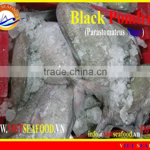 FROZEN BLACK POMFRET WHOLE ROUND thumbnail-1