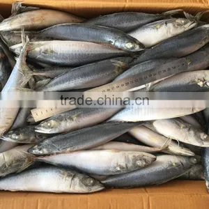 BQF Fresh New Caught Size 200-300 Sea Frozen Pacific Mackerel thumbnail-6