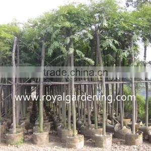 Cassia Siamea Yellow Flower thumbnail-1