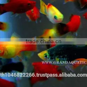 Platy Fish Farm For Sale / Ornamental Fish Exporter thumbnail-2