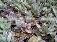 Kalanchoe Humilis Grouping thumbnail-1